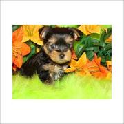 Male And Female Yorkie Terrier Puppies For Adoption
