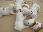 Akc registered english bulldog puppies for adoption