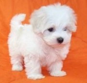 Cute loving Maltese  Puppies.